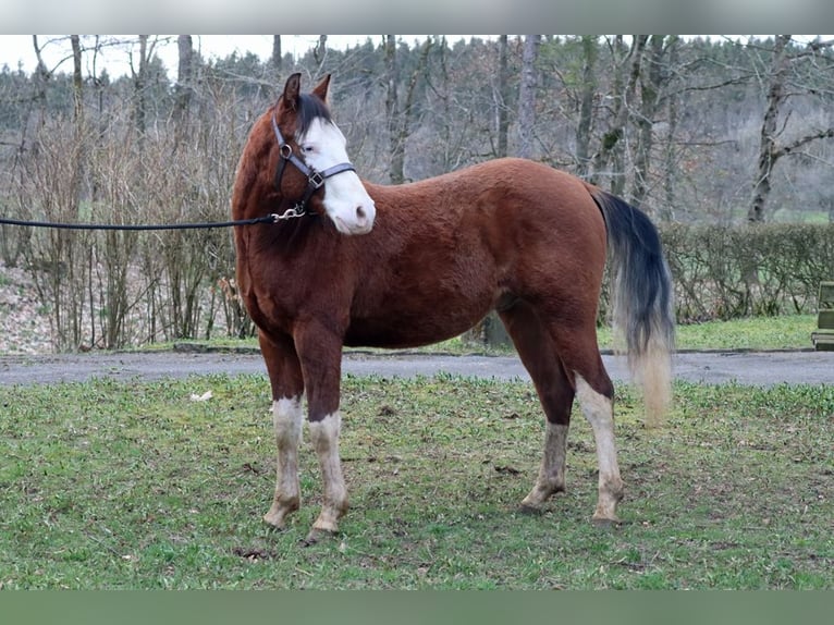 American Quarter Horse Hengst 2 Jaar 150 cm Overo-alle-kleuren in Hellenthal