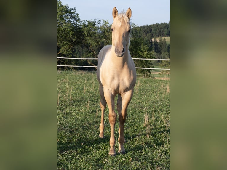 American Quarter Horse Hengst 2 Jaar 150 cm Palomino in Glashütten