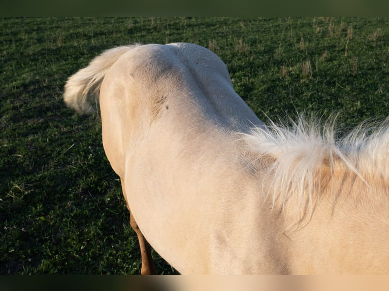 American Quarter Horse Hengst 2 Jaar 150 cm Palomino in Glashütten