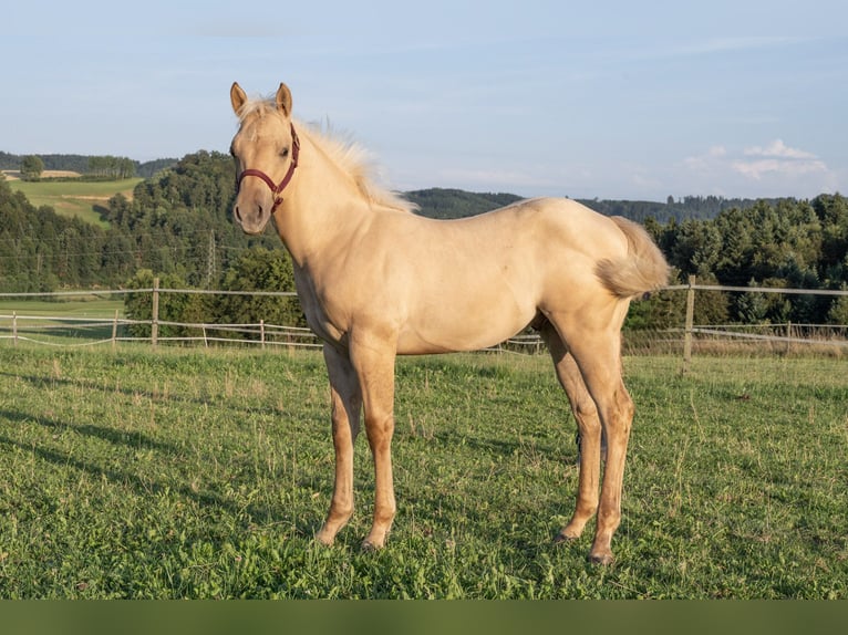 American Quarter Horse Hengst 2 Jaar 150 cm Palomino in Glashütten