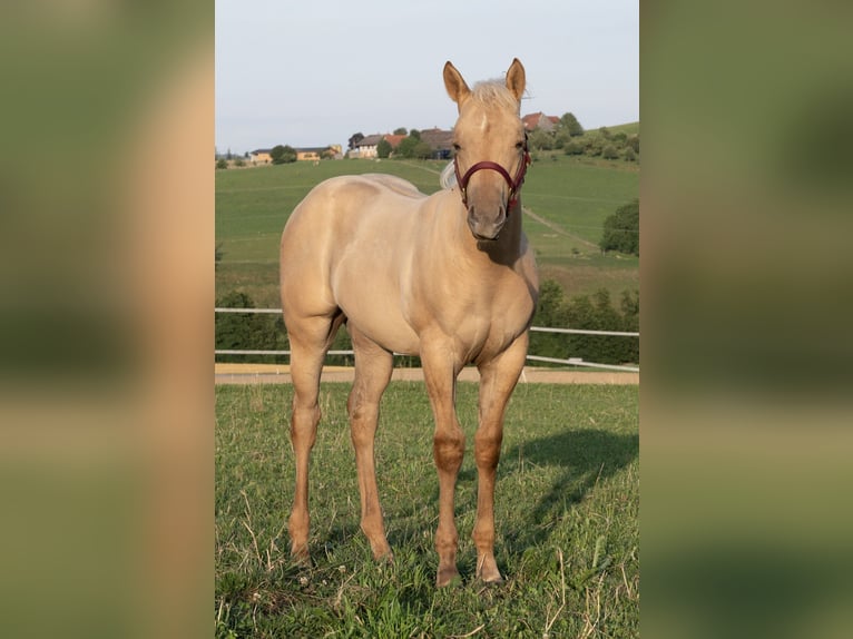 American Quarter Horse Hengst 2 Jaar 150 cm Palomino in Glashütten