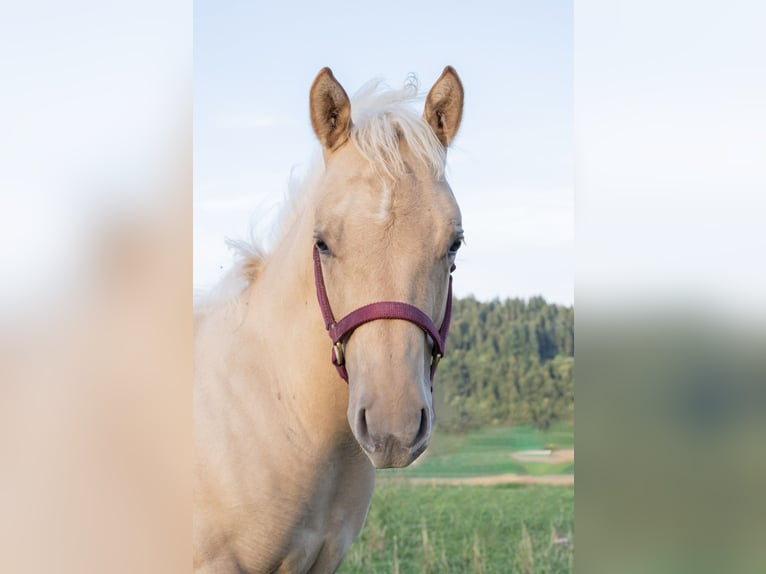 American Quarter Horse Hengst 2 Jaar 150 cm Palomino in Glashütten