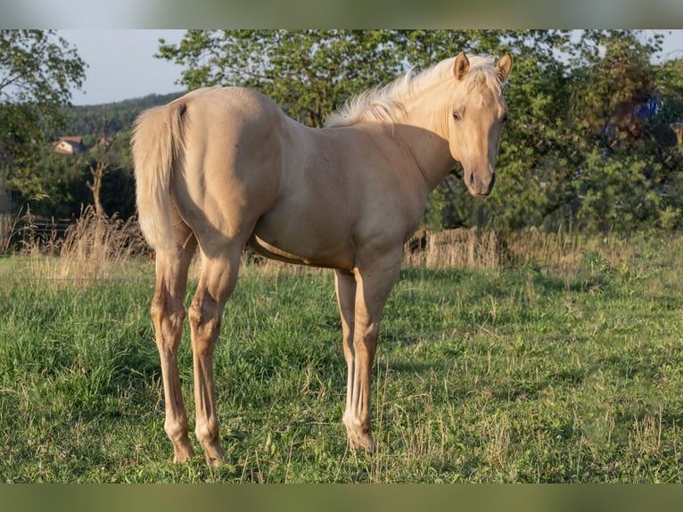 American Quarter Horse Hengst 2 Jaar 150 cm Palomino in Glashütten