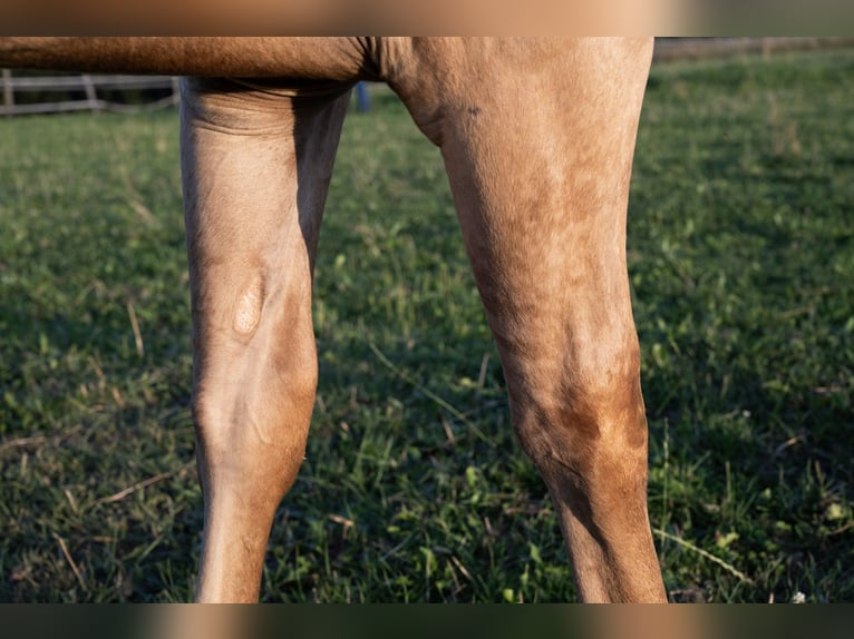 American Quarter Horse Hengst 2 Jaar 150 cm Palomino in Glashütten