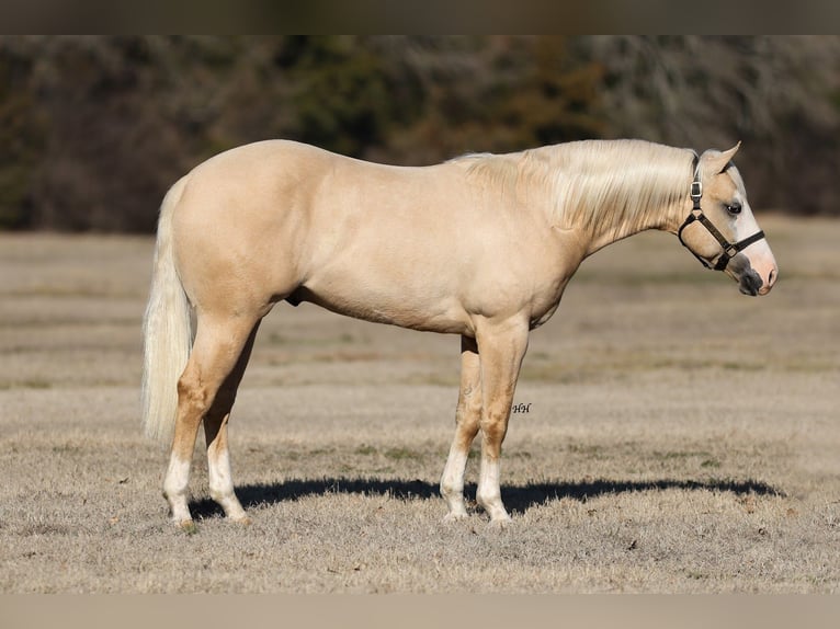 American Quarter Horse Hengst 2 Jaar 150 cm Palomino in Whitesboro