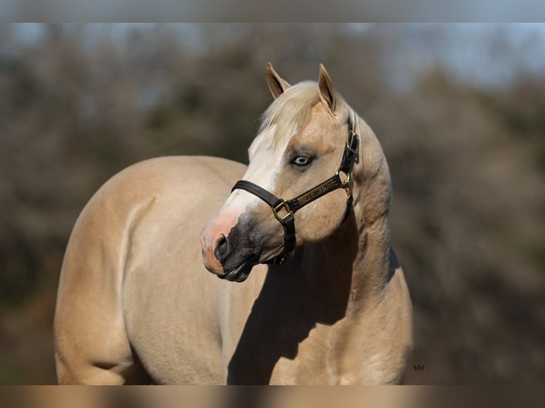 American Quarter Horse Hengst 2 Jaar 150 cm Palomino in Whitesboro