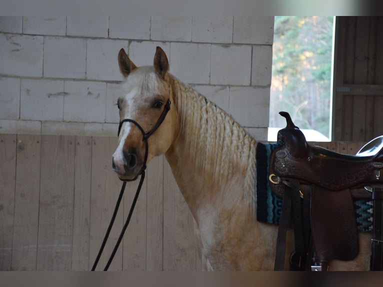 American Quarter Horse Hengst 2 Jaar 150 cm Palomino in Speinshart
