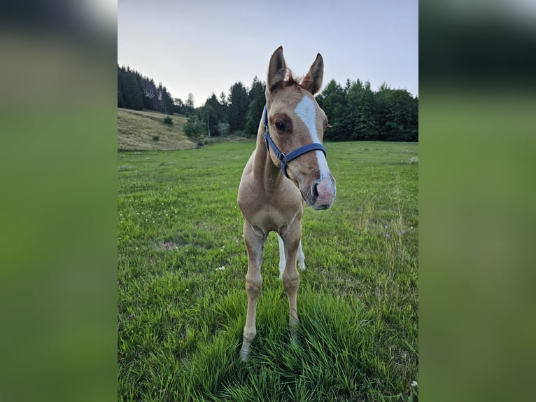 American Quarter Horse Hengst 2 Jaar 150 cm Palomino in Steinen