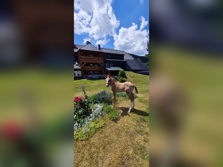 American Quarter Horse Hengst 2 Jaar 150 cm Palomino in Steinen