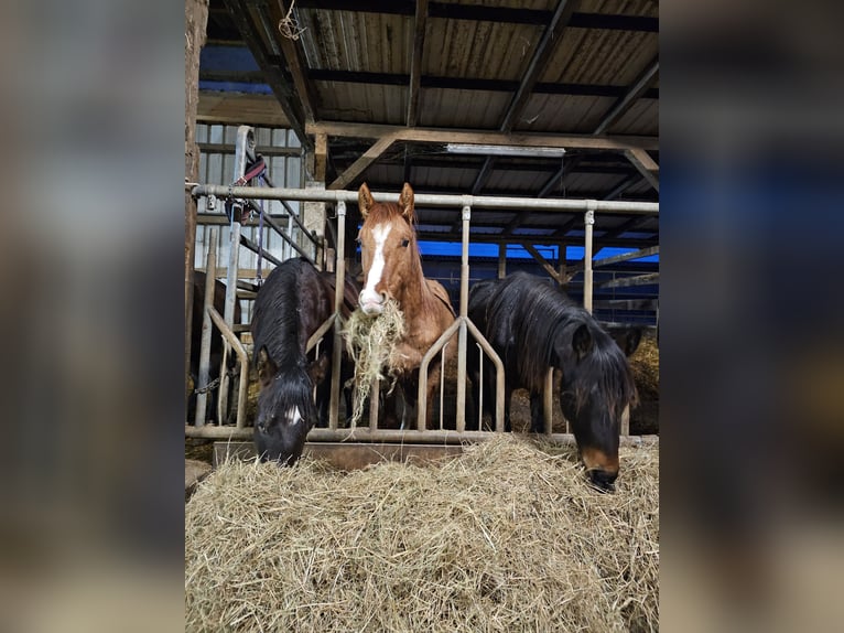 American Quarter Horse Hengst 2 Jaar 150 cm Palomino in Steinen