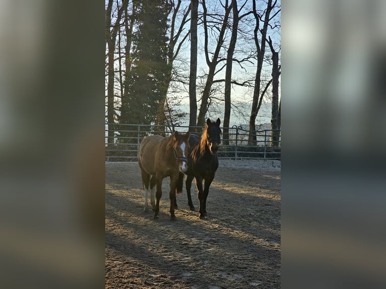 American Quarter Horse Hengst 2 Jaar 150 cm Palomino in Steinen