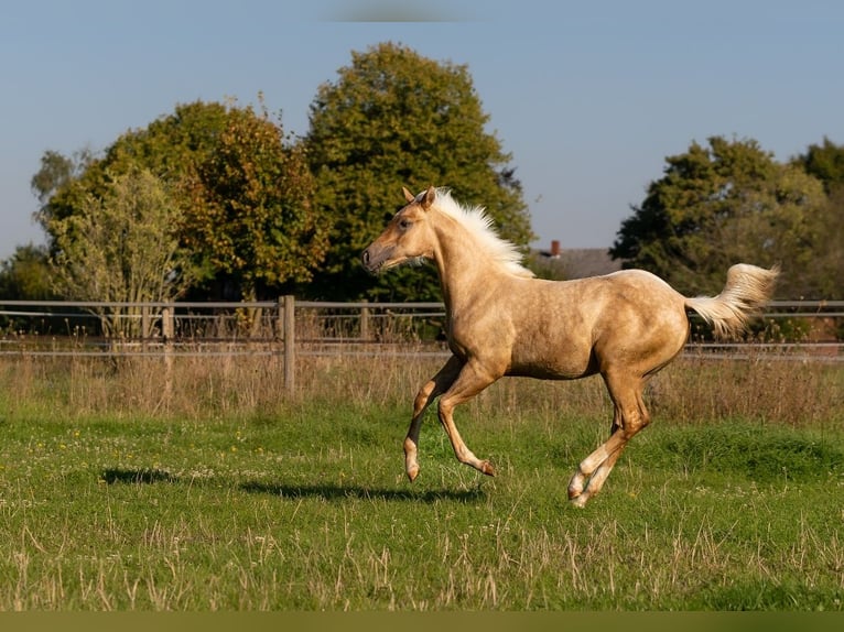American Quarter Horse Hengst 2 Jaar 150 cm Palomino in Lüdinghausen