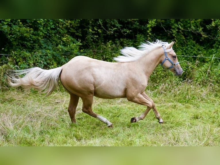American Quarter Horse Hengst 2 Jaar 150 cm Palomino in Lüdinghausen