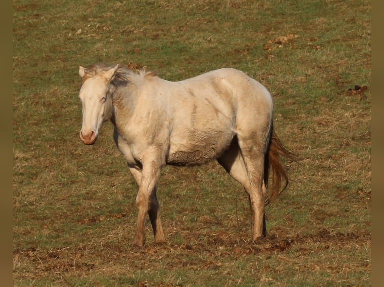 American Quarter Horse Hengst 2 Jaar 150 cm Perlino in Morschen