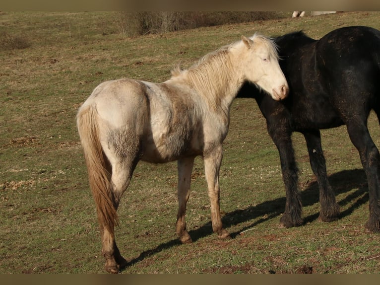 American Quarter Horse Hengst 2 Jaar 150 cm Perlino in Morschen