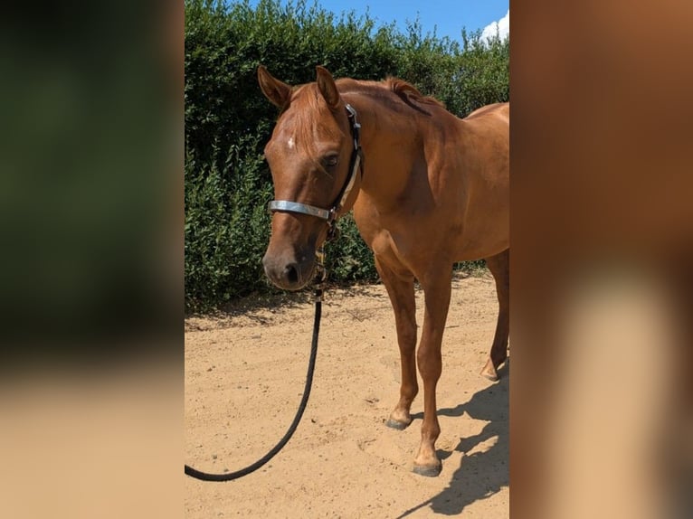 American Quarter Horse Hengst 2 Jaar 150 cm Red Dun in Lübben (Spreewald)