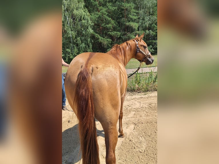 American Quarter Horse Hengst 2 Jaar 150 cm Red Dun in Lübben (Spreewald)