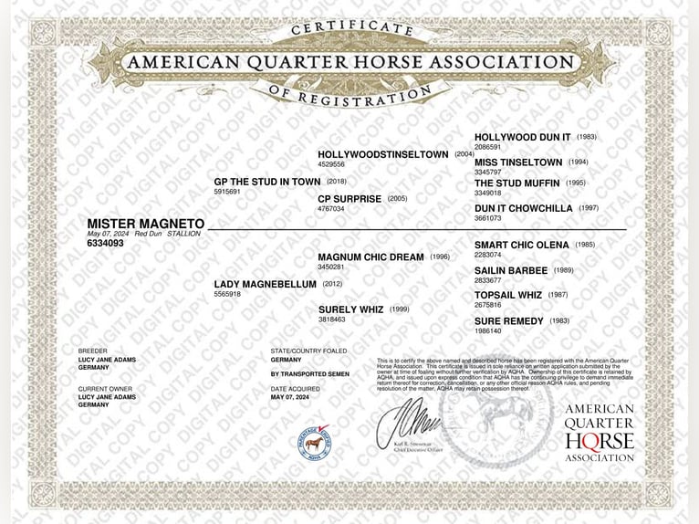 American Quarter Horse Hengst 2 Jaar 150 cm Red Dun in Lübben (Spreewald)