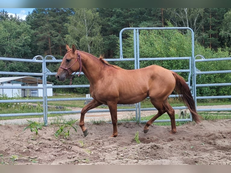 American Quarter Horse Hengst 2 Jaar 150 cm Red Dun in Lübben (Spreewald)