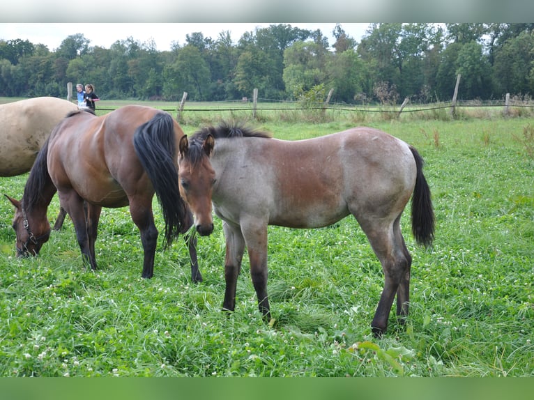 American Quarter Horse Hengst 2 Jaar 150 cm Roan-Bay in Bückeburg Evesen