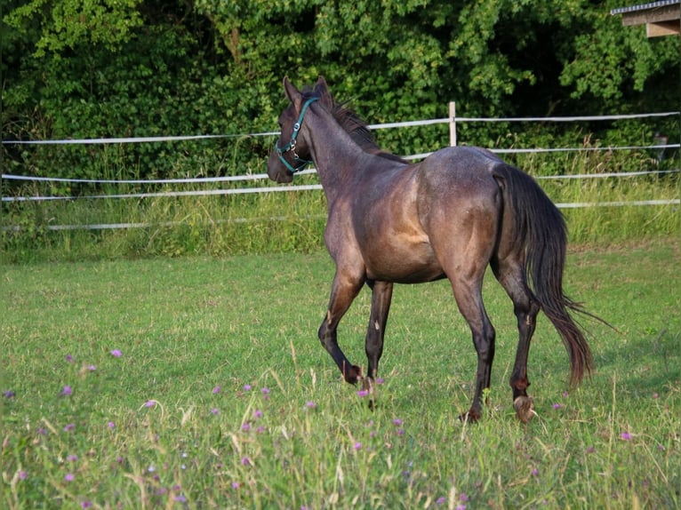 American Quarter Horse Hengst 2 Jaar 150 cm Roan-Blue in Breitenbach
