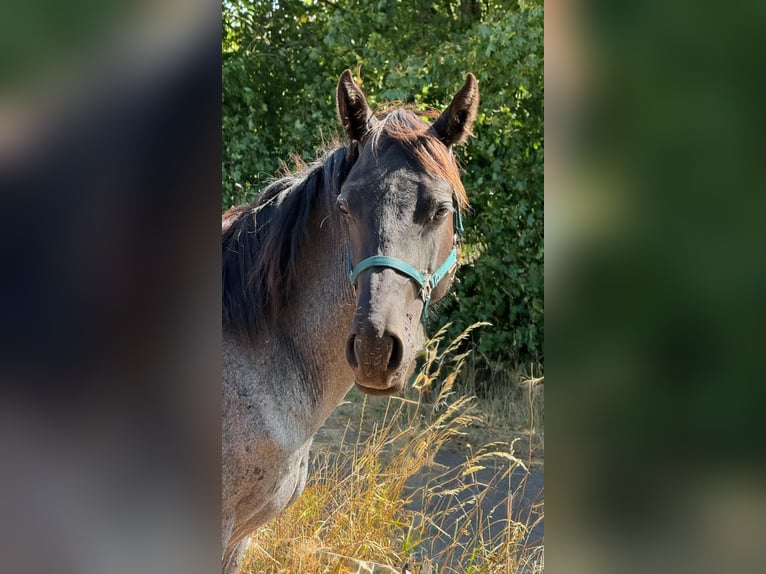 American Quarter Horse Hengst 2 Jaar 150 cm Roan-Blue in Breitenbach