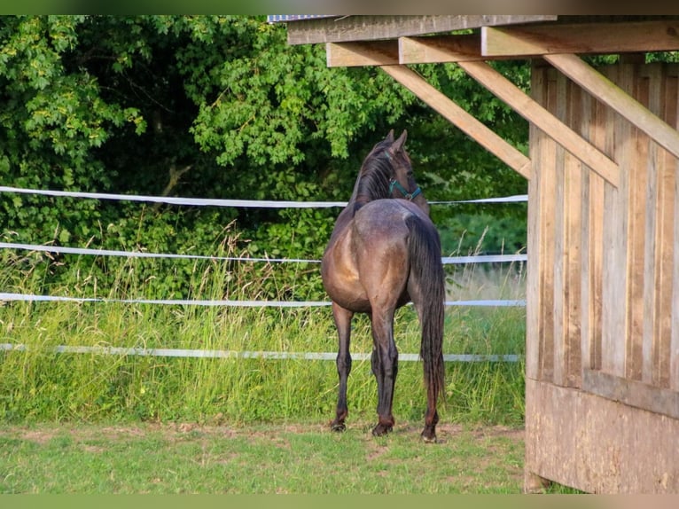 American Quarter Horse Hengst 2 Jaar 150 cm Roan-Blue in Breitenbach