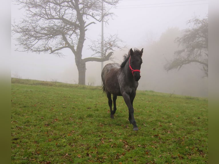 American Quarter Horse Hengst 2 Jaar 150 cm Roan-Blue in Breitenbach