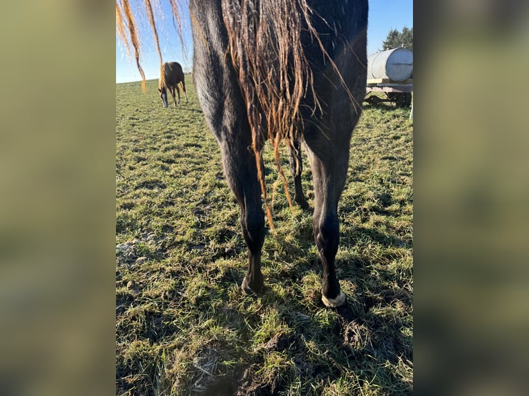 American Quarter Horse Hengst 2 Jaar 150 cm Roan-Blue in Daleiden