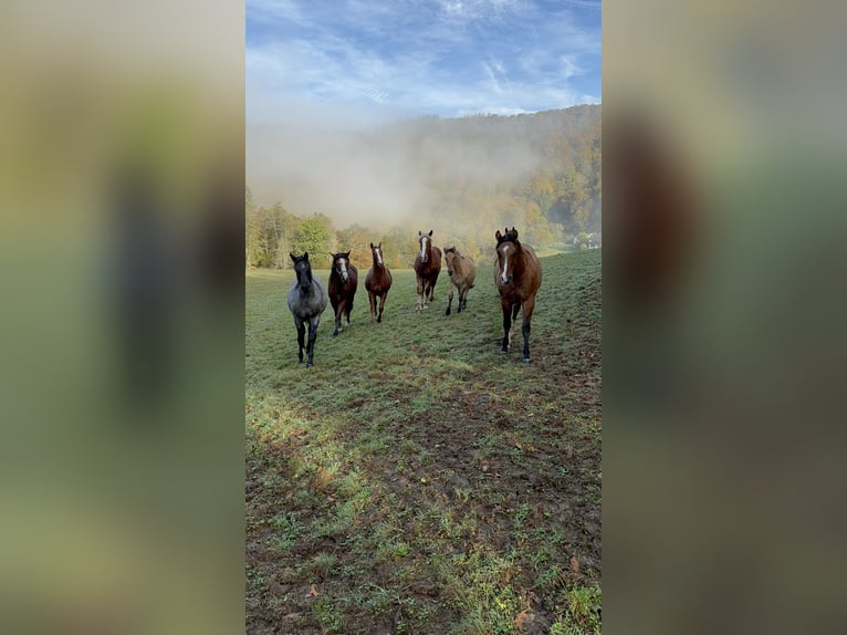 American Quarter Horse Hengst 2 Jaar 150 cm Roan-Blue in Daleiden