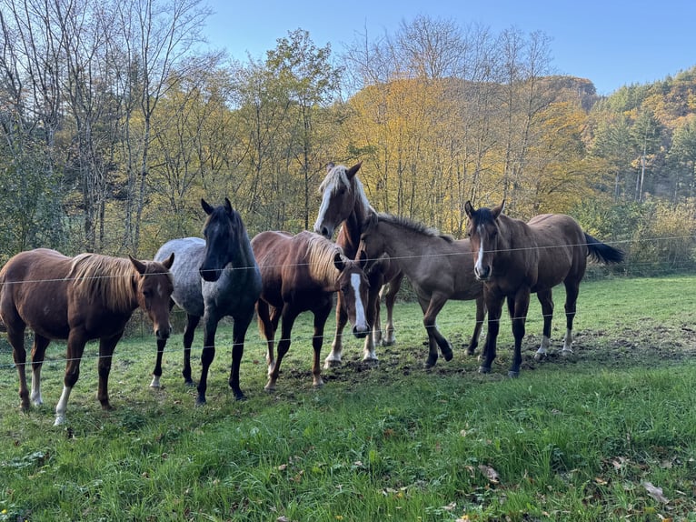 American Quarter Horse Hengst 2 Jaar 150 cm Roan-Blue in Daleiden