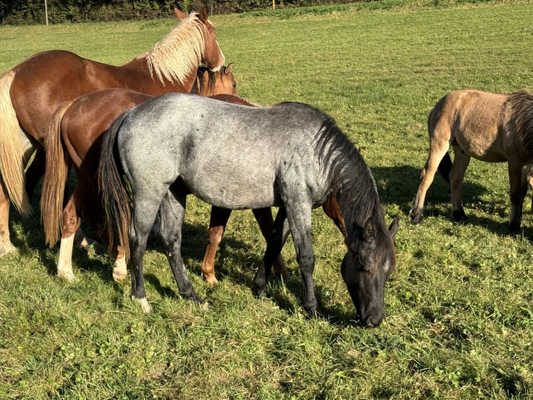 American Quarter Horse Hengst 2 Jaar 150 cm Roan-Blue in Daleiden