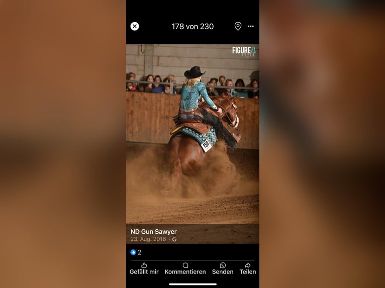 American Quarter Horse Hengst 2 Jaar 150 cm Vos in Mellingen