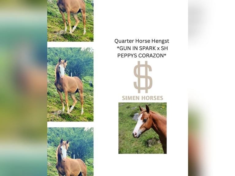 American Quarter Horse Hengst 2 Jaar 150 cm Vos in Steinen