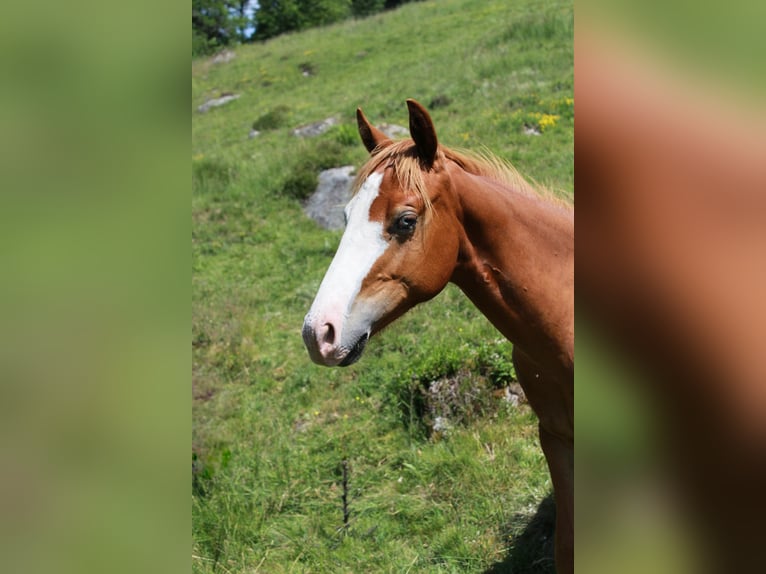 American Quarter Horse Hengst 2 Jaar 150 cm Vos in Steinen