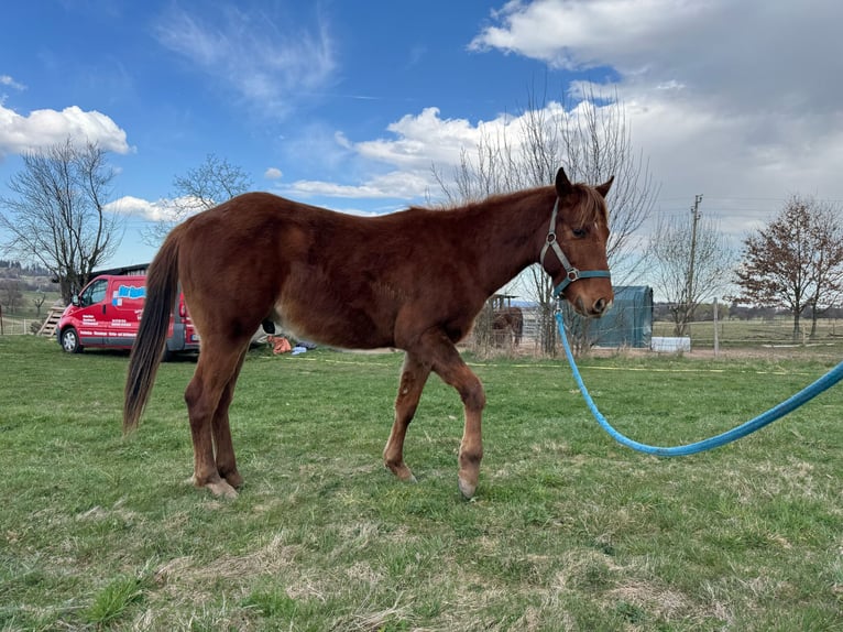 American Quarter Horse Hengst 2 Jaar 150 cm Vos in Straubenhardt