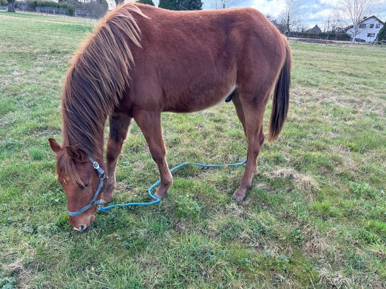 American Quarter Horse Hengst 2 Jaar 150 cm Vos in Straubenhardt