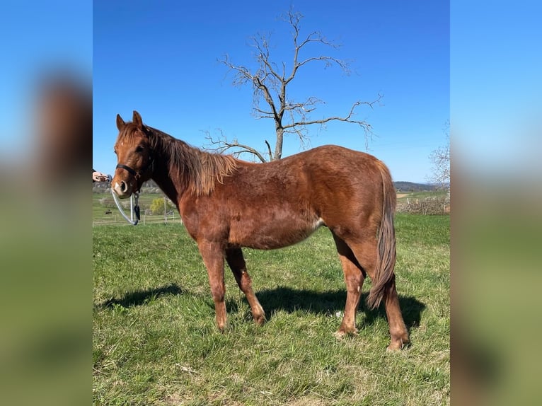 American Quarter Horse Hengst 2 Jaar 150 cm Vos in Straubenhardt