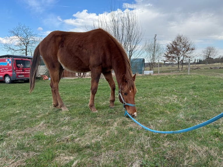 American Quarter Horse Hengst 2 Jaar 150 cm Vos in Straubenhardt