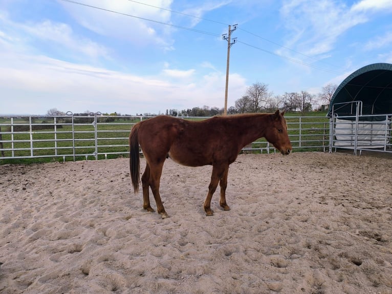 American Quarter Horse Hengst 2 Jaar 150 cm Vos in Straubenhardt