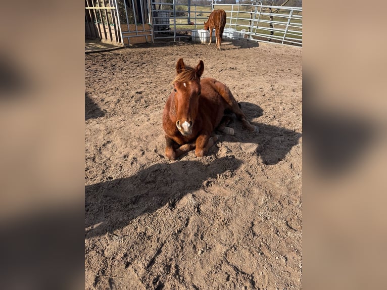 American Quarter Horse Hengst 2 Jaar 150 cm Vos in Straubenhardt