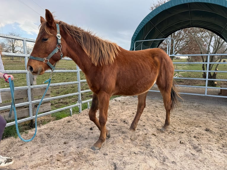 American Quarter Horse Hengst 2 Jaar 150 cm Vos in Straubenhardt