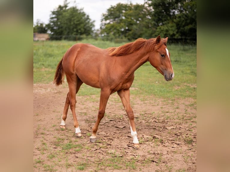 American Quarter Horse Hengst 2 Jaar 150 cm Vos in Zeulenroda