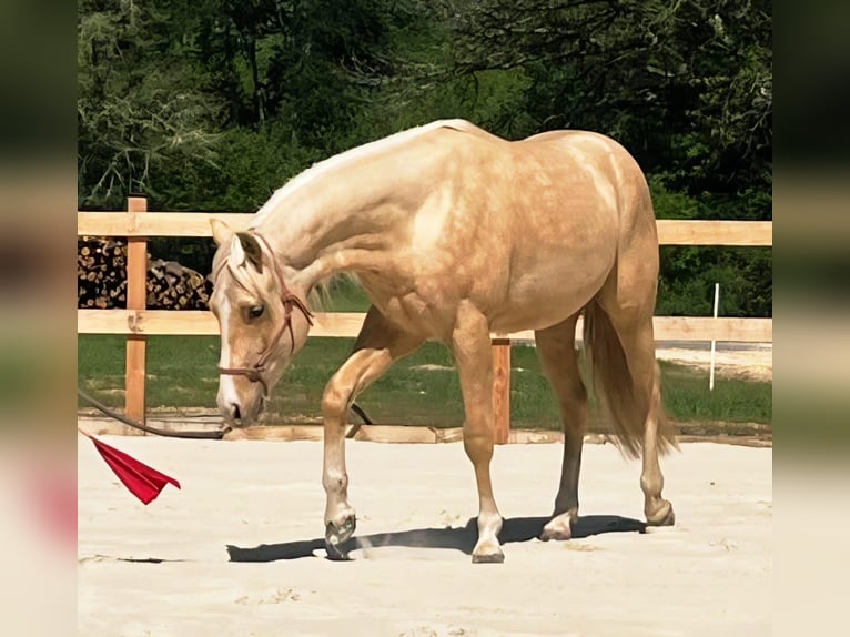 American Quarter Horse Hengst 2 Jaar 151 cm Palomino in Capdrot