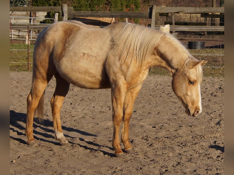 American Quarter Horse Hengst 2 Jaar 151 cm Palomino in Treuenbrietzen