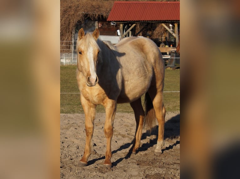 American Quarter Horse Hengst 2 Jaar 151 cm Palomino in Treuenbrietzen