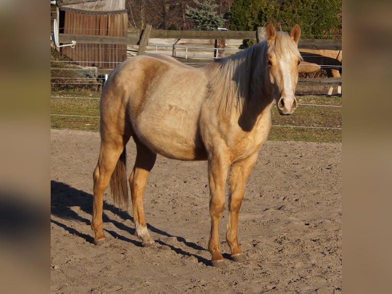 American Quarter Horse Hengst 2 Jaar 151 cm Palomino in Treuenbrietzen