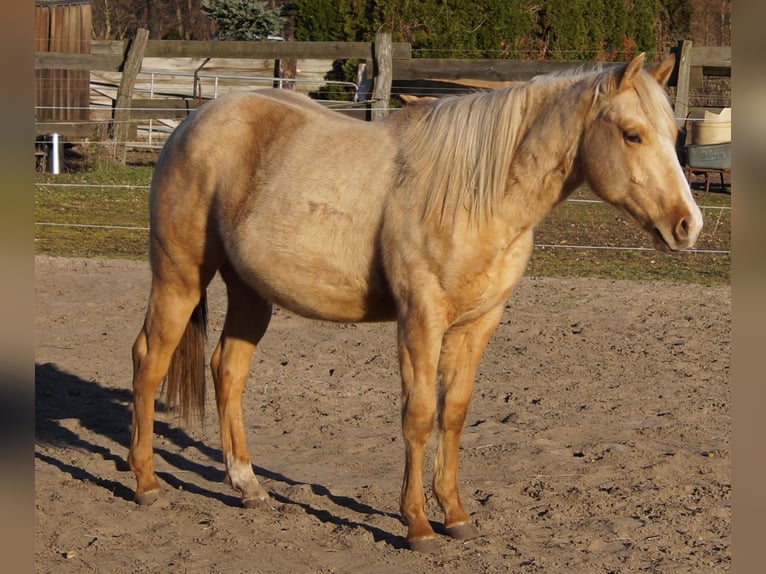 American Quarter Horse Hengst 2 Jaar 151 cm Palomino in Treuenbrietzen