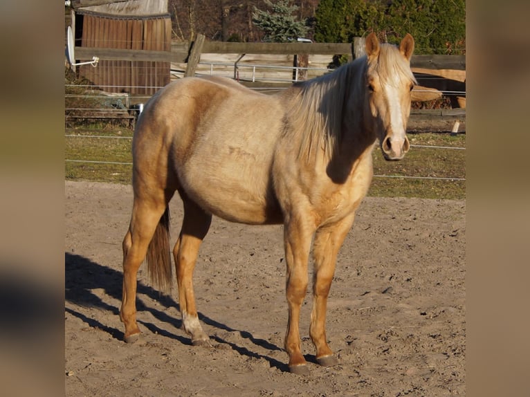 American Quarter Horse Hengst 2 Jaar 151 cm Palomino in Treuenbrietzen