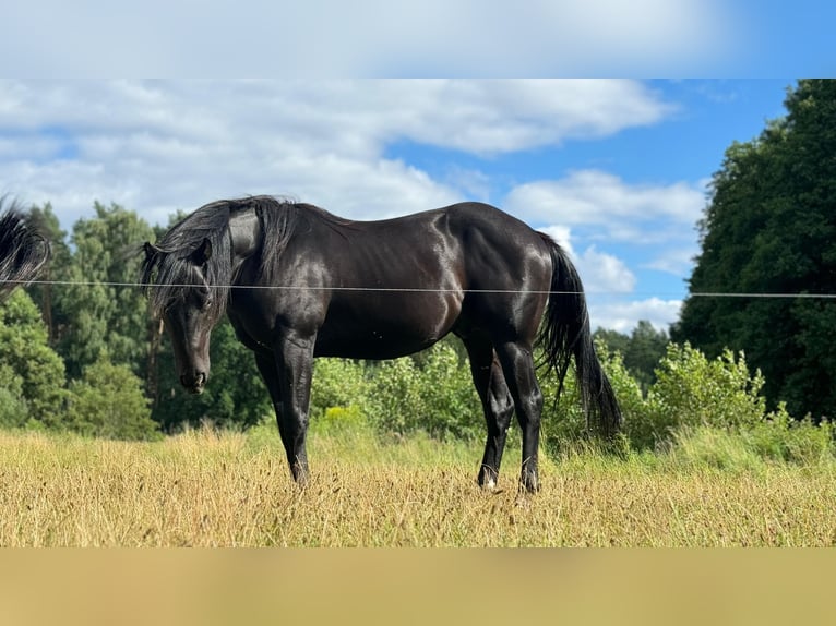 American Quarter Horse Hengst 2 Jaar 151 cm Zwart in Bredereiche